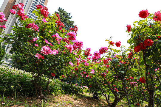 公園玫瑰花