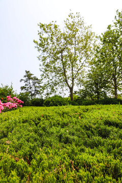 公園的鮮花