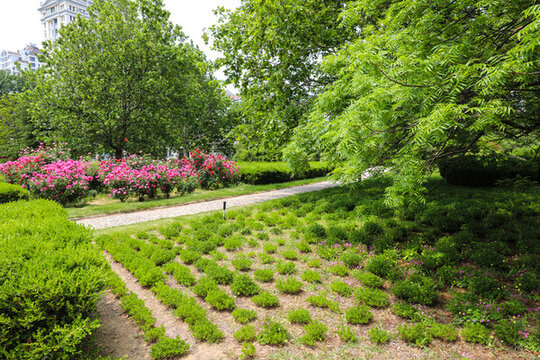 公園的鮮花