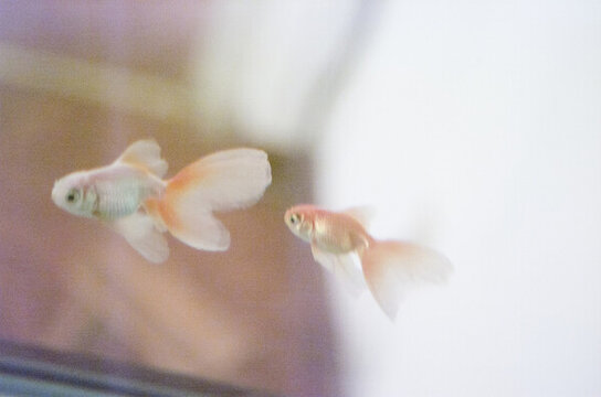 家養(yǎng)金魚