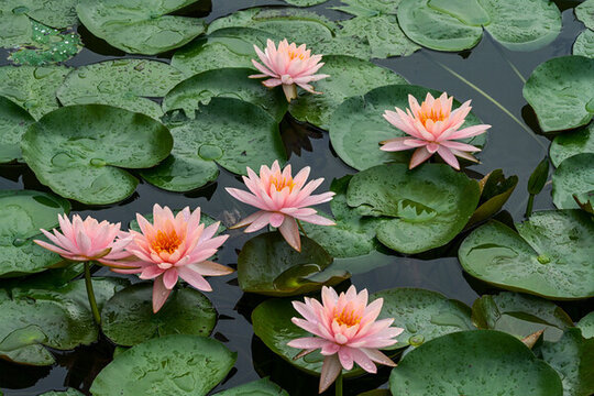 夏天睡蓮開(kāi)花
