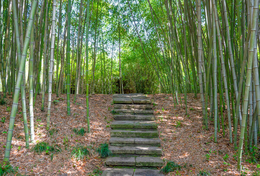 竹林石階