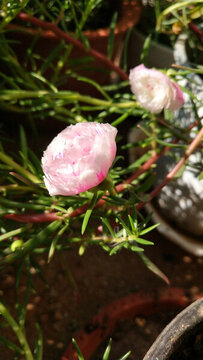 夏日燦爛太陽花初霜