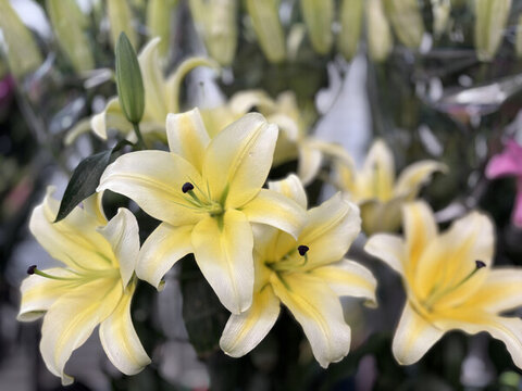 香水百合