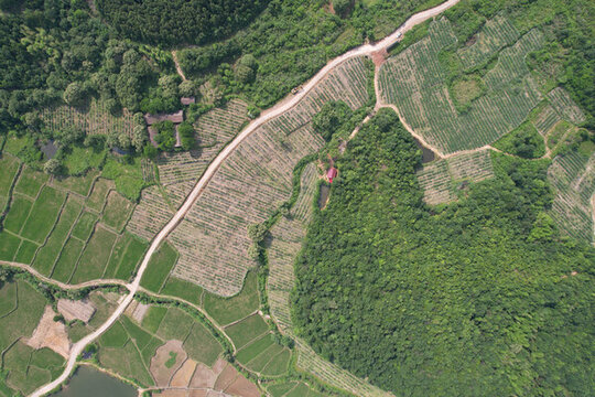 藍(lán)莓基地