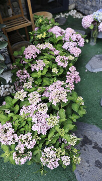 繡球花