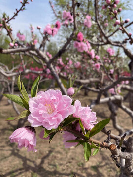 桃花笑春風(fēng)