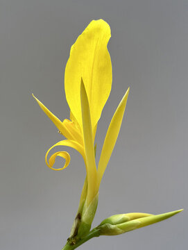 美人蕉花