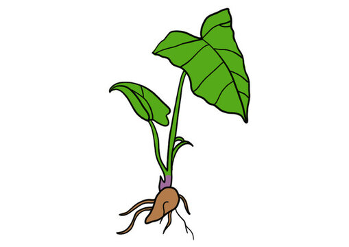 白附子插畫