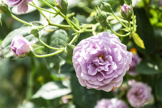 春天碧桂園別墅小區(qū)盛開(kāi)的月季花