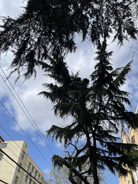 仰拍松枝