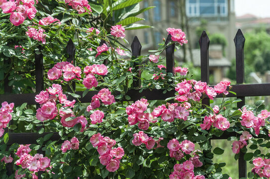 春天碧桂園別墅小區(qū)盛開的薔薇花