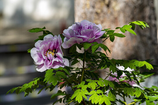 牡丹花