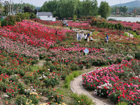 航拍柳泉鎮(zhèn)北村月季花海