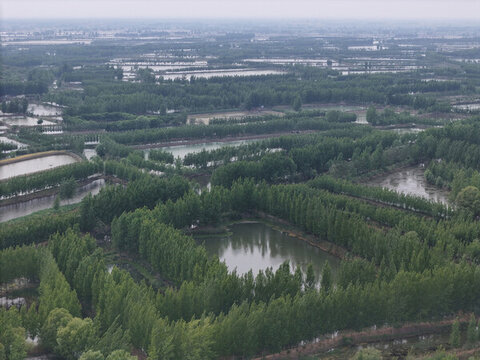 微山湖邊上種植的樹木
