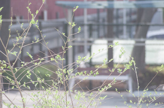 發(fā)芽
