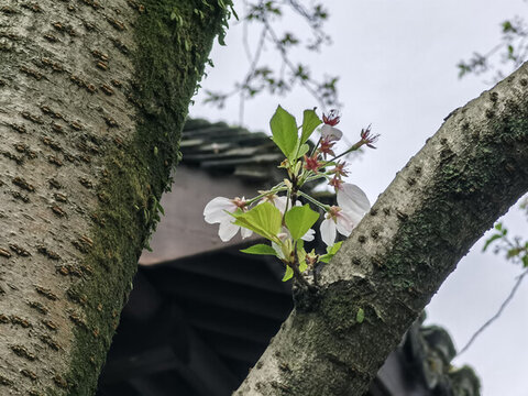 瑪瑙寺的櫻花