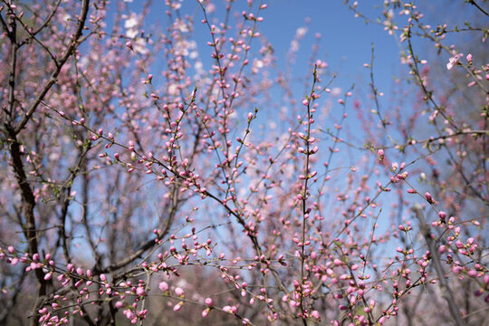 桃花花枝