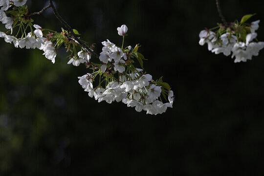 櫻花春天盛開(kāi)