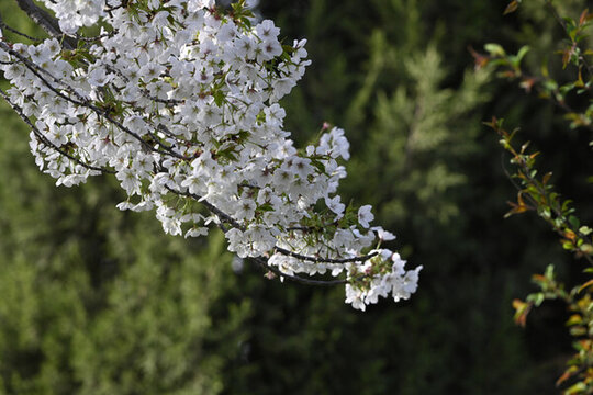櫻花