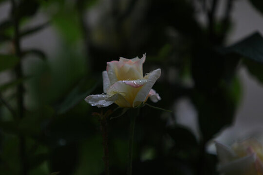 月季花