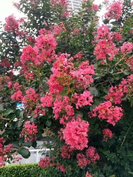 春天粉色花樹成林