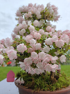 井岡山杜鵑花節(jié)