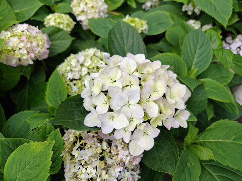 井岡山杜鵑花節(jié)
