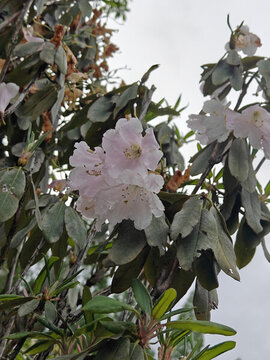 井岡山杜鵑花節(jié)