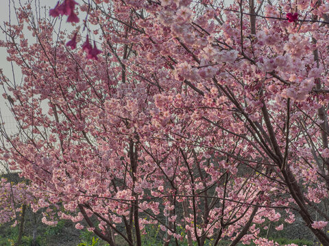 櫻花