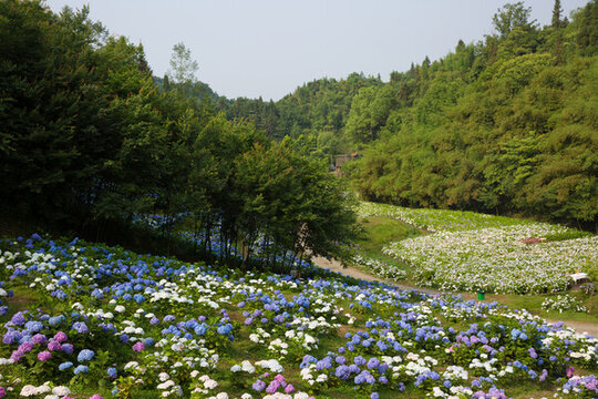 漫山遍野繡球花