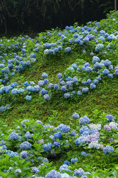 漫山遍野繡球花