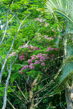 粉紅色開花植物節(jié)莢決明花