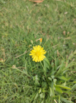 苦菜花