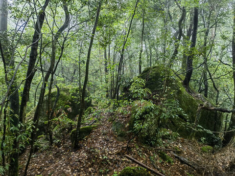 黃山云谷寺