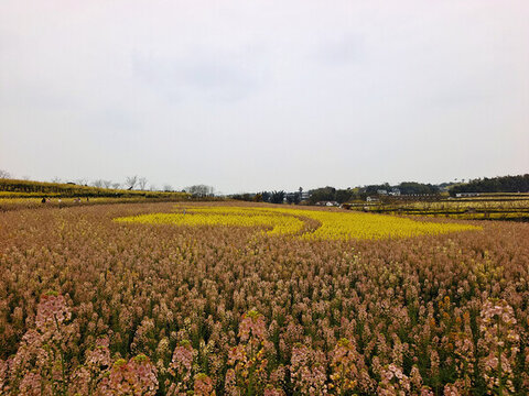 自貢永安彩色油菜花田