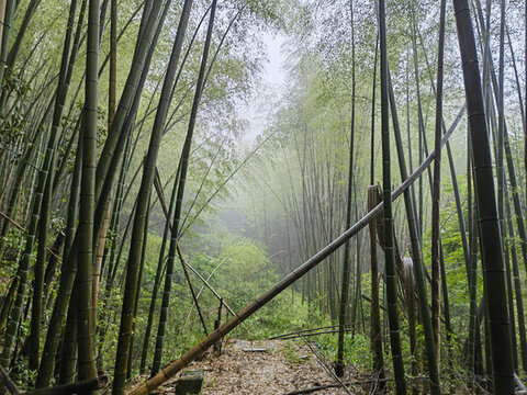 黃山云谷寺梅屋