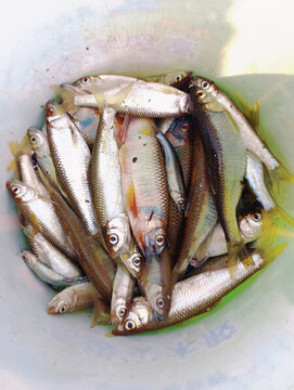 新鮮的淡水魚