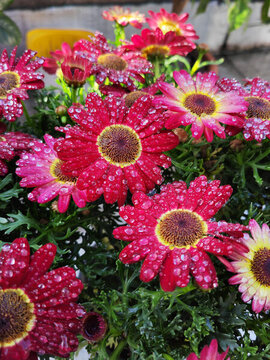花環(huán)菊