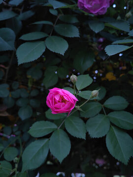 薔薇花