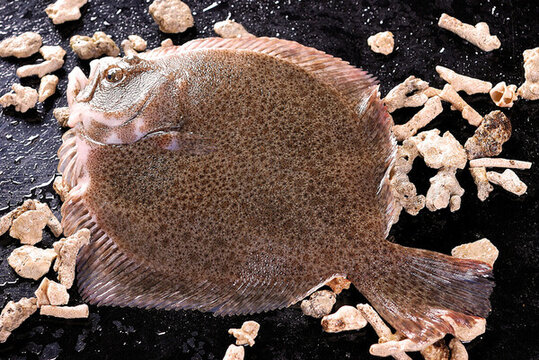 多寶魚