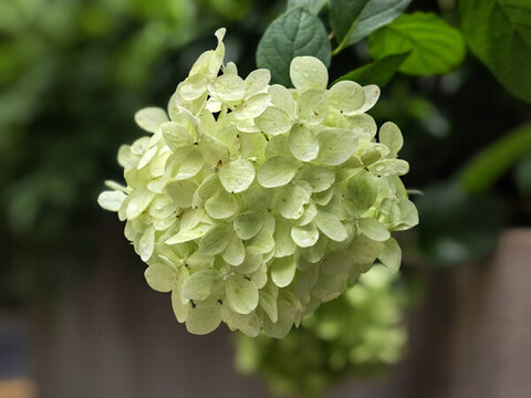 繡球花細(xì)節(jié)特寫(xiě)
