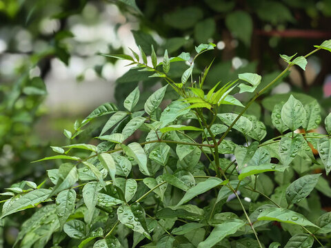 雨中的綠植