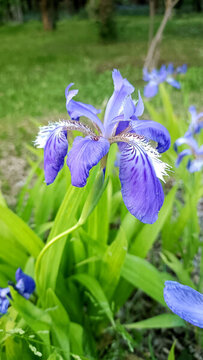 鳶尾花