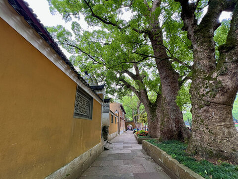 普陀山普濟寺古樟樹