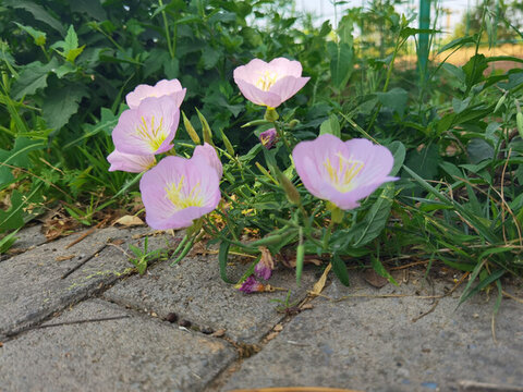 美麗月見(jiàn)草