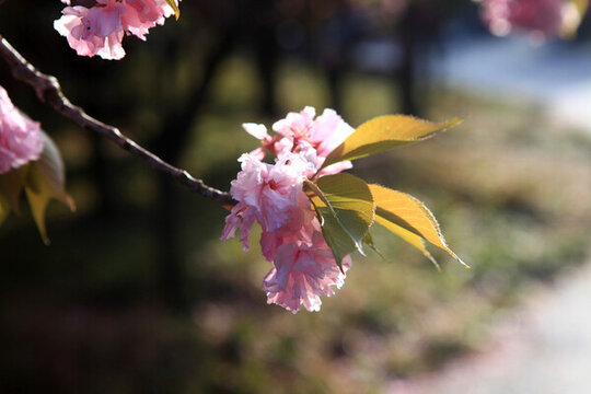 櫻花