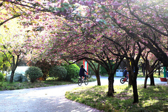 櫻花林