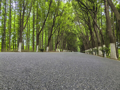 漫步綠蔭古道