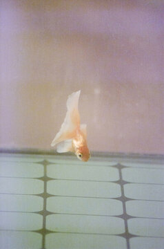 金魚
